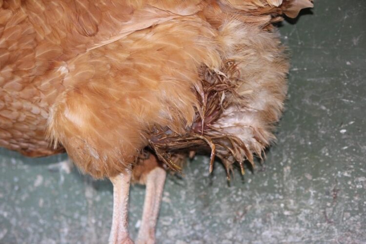 Vientre de agua en gallinas: síntomas y tratamiento de la ascitis