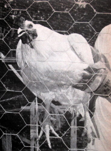 La historia de Weirdo: el gallo más pesado del mundo