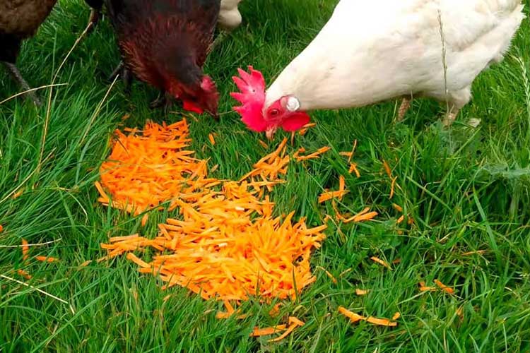 Alimentacion de gallinas con zanahorias
