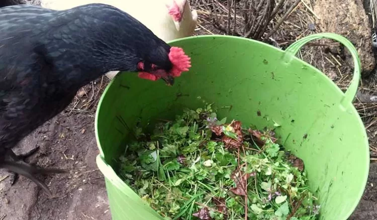¿Pueden las gallinas comer cebollas? Todo lo que necesitas saber