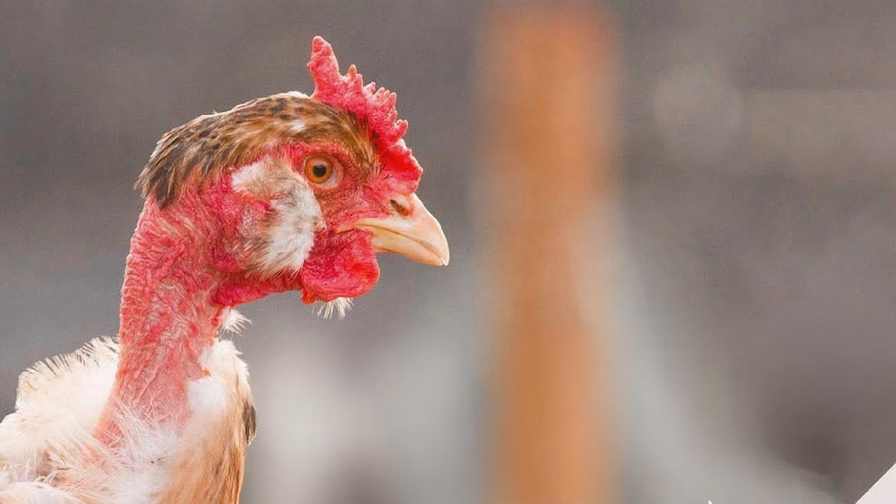 Por que esta gallina no tiene plumas en el cuello
